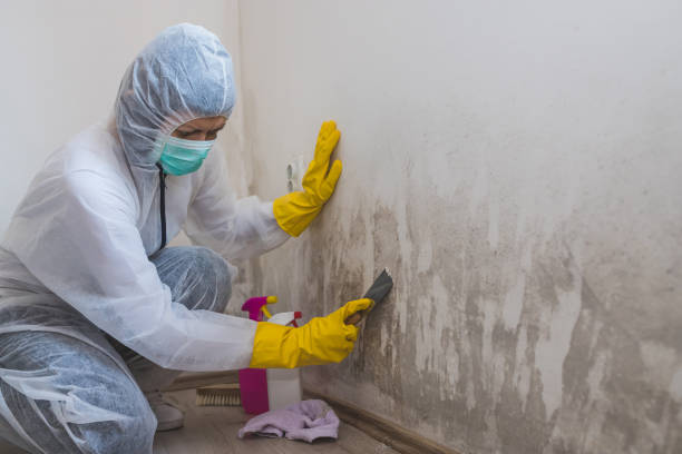 Best Attic Mold Removal  in Chino, CA