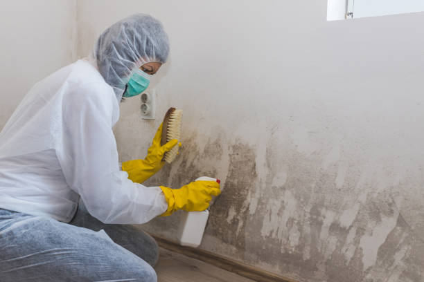Best Office Mold Removal Services  in Chino, CA