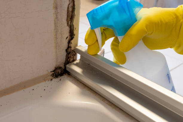 Best Residential Mold Removal  in Chino, CA