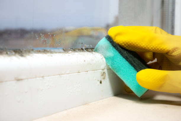 Best Mold Testing  in Chino, CA