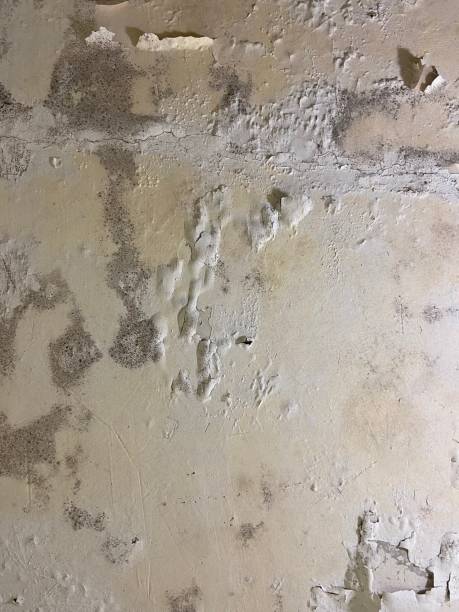 Best Best Mold Removal Companies  in Chino, CA