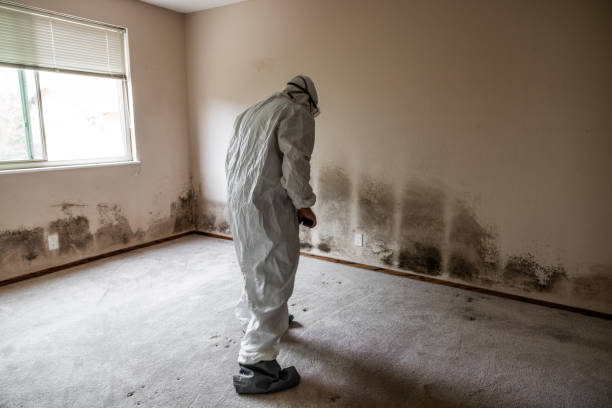 Best Mold Testing  in Chino, CA