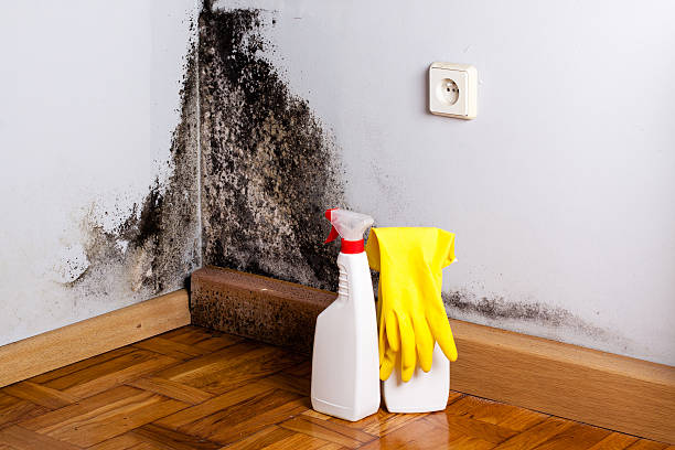 Best Mold Remediation  in Chino, CA