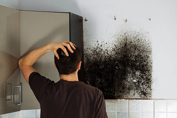 Best Attic Mold Removal  in Chino, CA