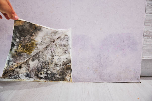 Best Home Mold Removal  in Chino, CA